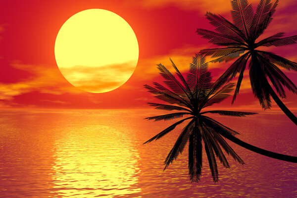 Red sunset and palm