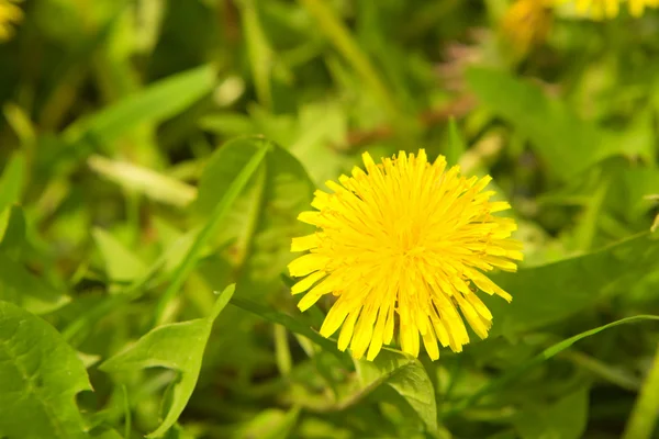 Paardebloem door lente — Stockfoto