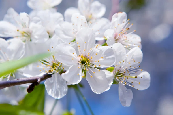 Beauty spring flowers — Stock Photo, Image