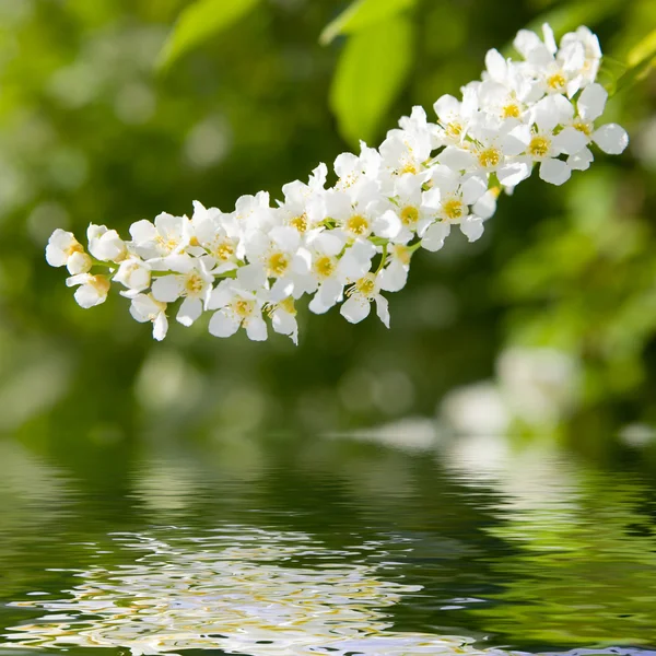 Güzellik bahar çiçekleri — Stok fotoğraf