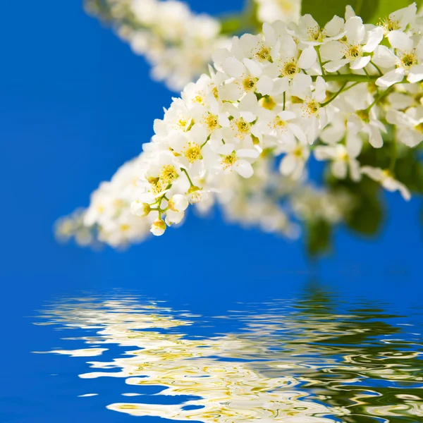 Beauty spring flowers — Stock Photo, Image