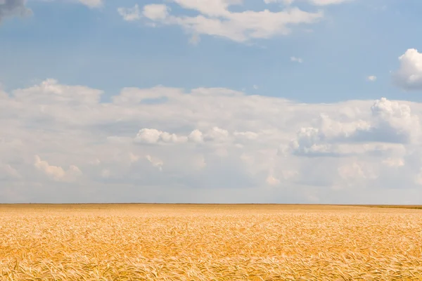 stock image Golden wheat field and blue sky background