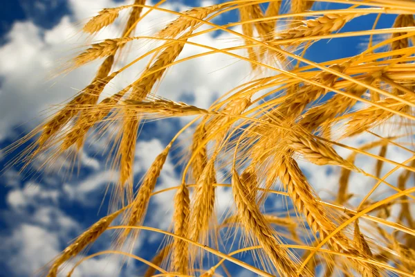 Mavi gökyüzü arka planda altın buğday — Stok fotoğraf