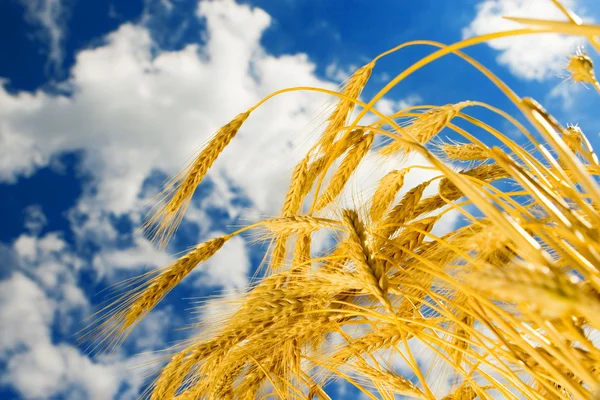 Goldener Weizen im blauen Himmel Hintergrund — Stockfoto