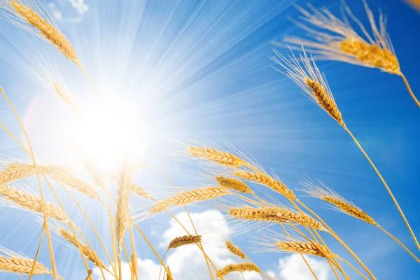 stock image Golden wheat in the blue sunny sky background