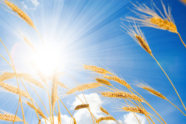 Golden wheat in the blue sunny sky background