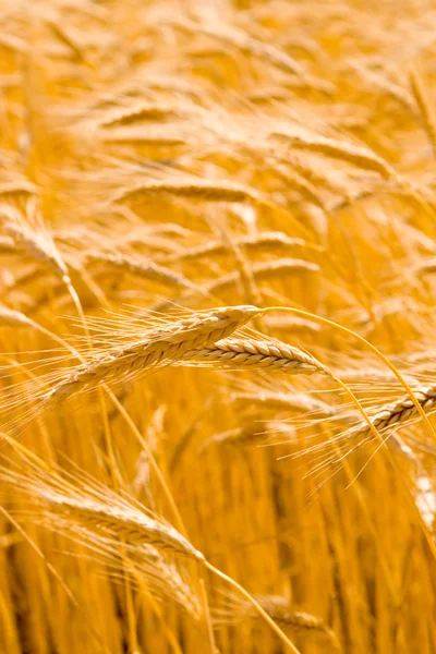 Champ de blé doré — Photo
