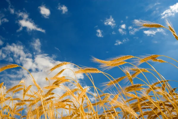 Trigo dorado en el fondo azul del cielo — Foto de Stock