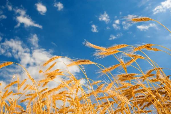 Χρυσό σιτάρι στο παρασκήνιο μπλε ουρανό — Φωτογραφία Αρχείου