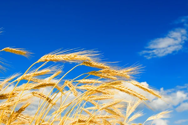 金色の小麦は、青い空を背景に — ストック写真
