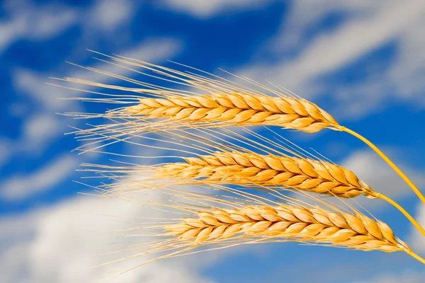 Golden wheat in the blue sky background — Stock Photo, Image