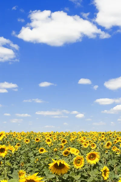 stock image Field of sunflowers and blue sky background