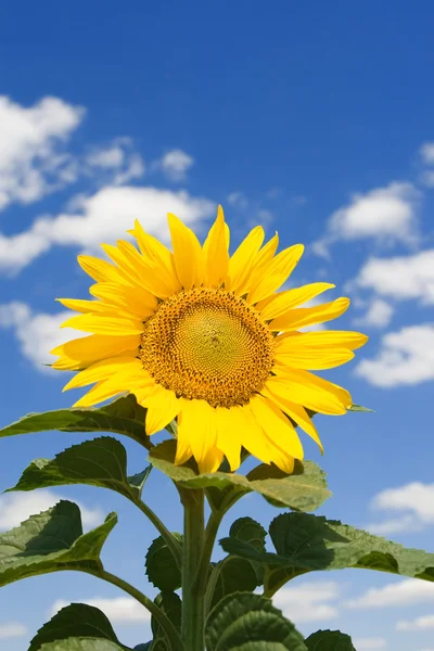 令人惊叹的向日葵和蓝色天空背景 — 图库照片