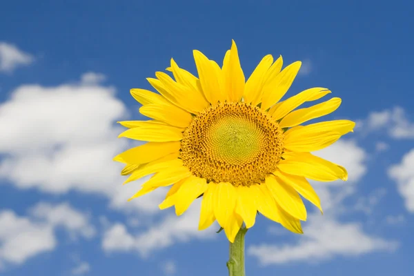 令人惊叹的向日葵和蓝色天空背景 — 图库照片