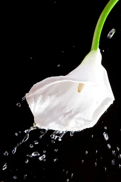 Belle fleur et éclaboussure d'eau — Photo
