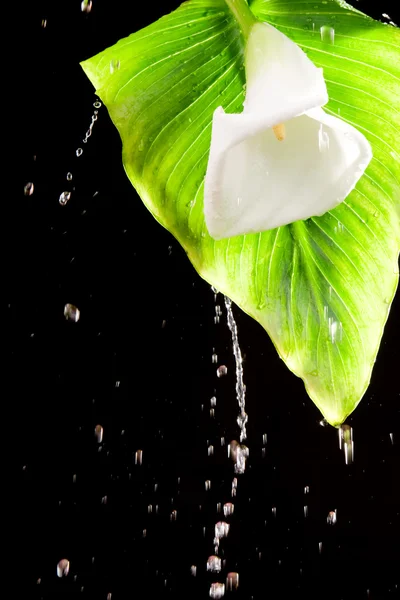 Belle fleur et éclaboussure d'eau — Photo