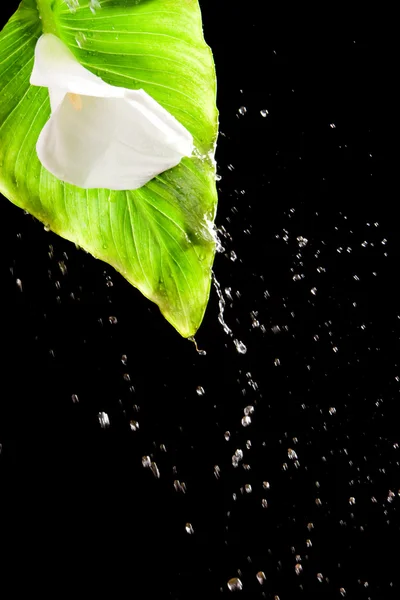 Beautiful flower and splash of water — Stock Photo, Image
