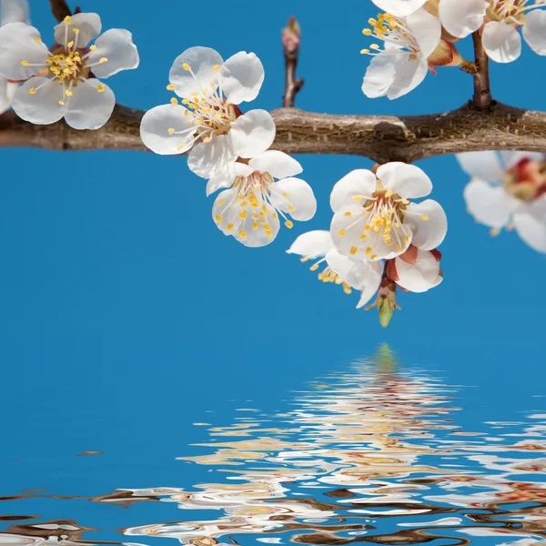 Spring beauty — Stock Photo, Image