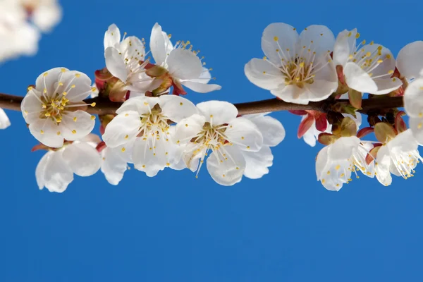 Aprikose im Frühling — Stockfoto