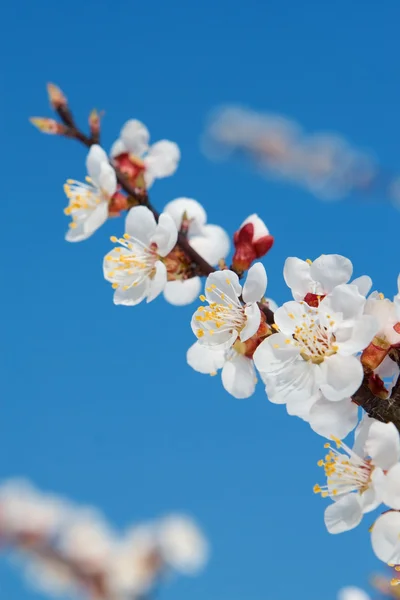 Rama de árbol floreciente. Belleza de primavera — Foto de Stock