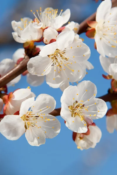 Beleza primavera — Fotografia de Stock