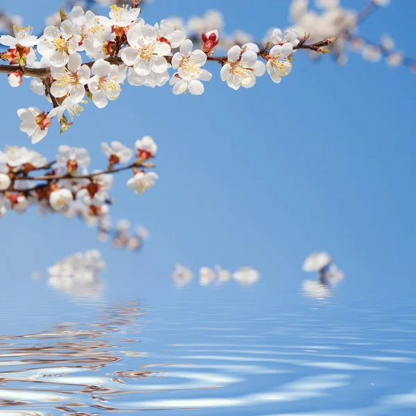 Frühlingshafte Schönheit — Stockfoto