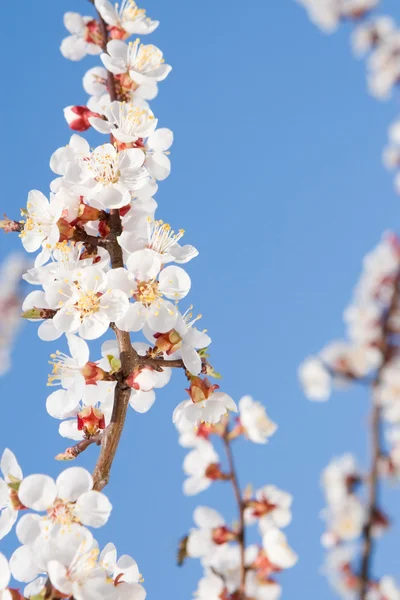 Frühlingshafte Schönheit — Stockfoto