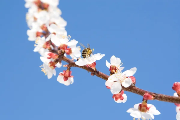 ミツバチの春の美花 — ストック写真