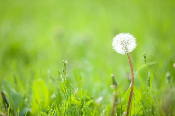 Beautiful dandelion on the green grass background — Stock Photo, Image