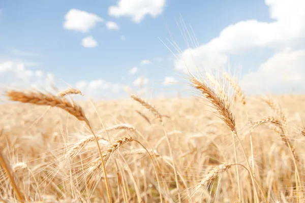 Altın buğday alan ve mavi gökyüzü arka plan — Stok fotoğraf