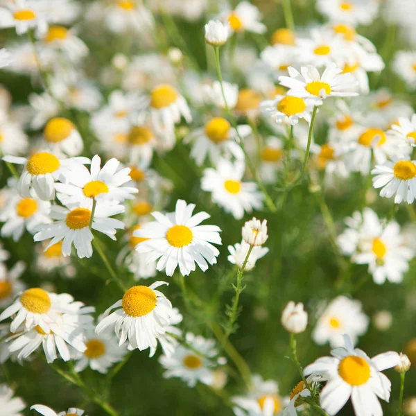 Fält med daisywheel — Stockfoto