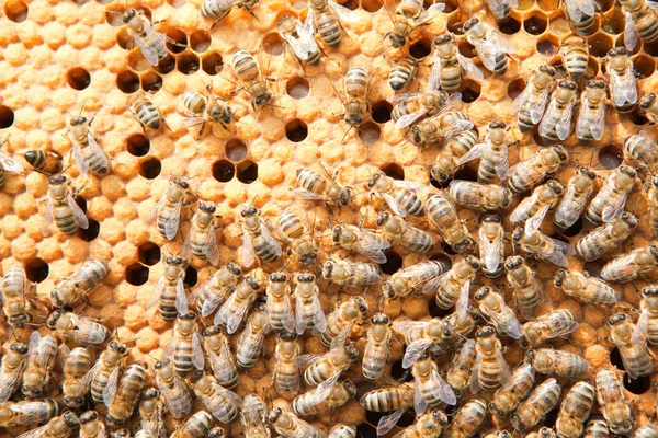 Muchas abejas en panales — Foto de Stock