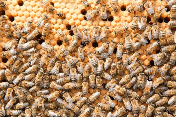 Muchas abejas en panales — Foto de Stock