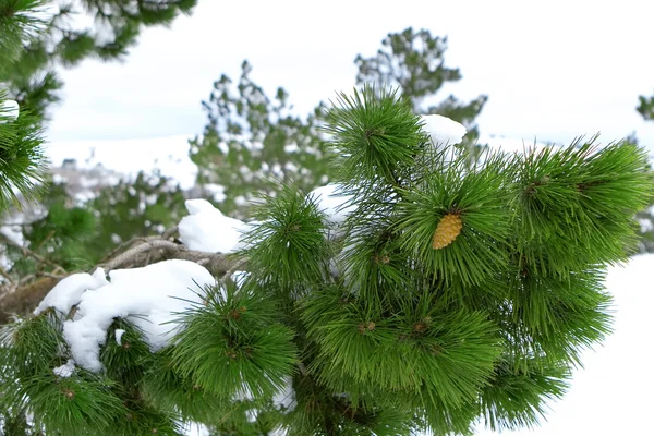 stock image Spruce under white snow