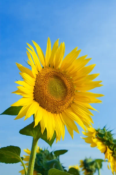 Sunflower in blue sky background — Stock Photo, Image
