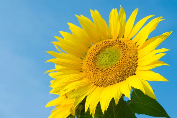 Sonnenblume in blauem Himmel Hintergrund — Stockfoto