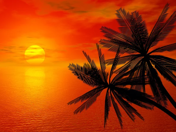 Coucher de soleil rouge et palme — Photo