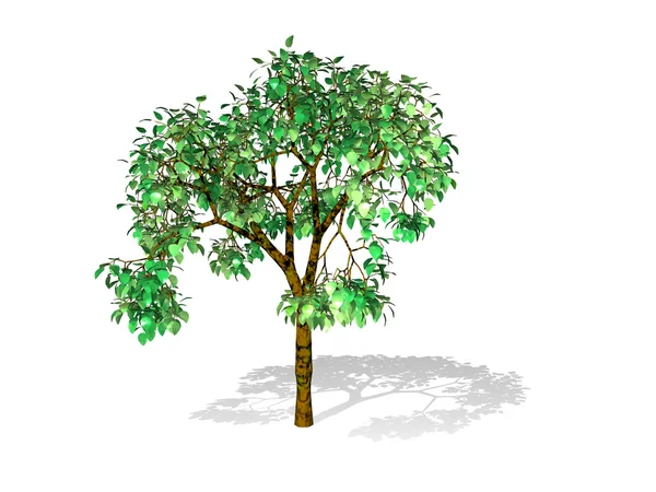 Tree isolated in white — Stock Photo, Image