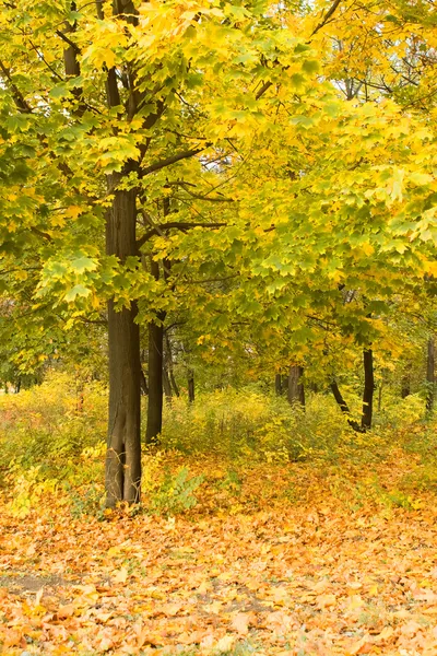 Stock image Autumn forest