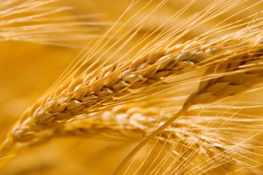 Golden wheat clipart