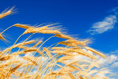 Golden wheat in the blue sky background clipart