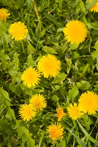 Löwenzahn im Frühling — Stockfoto