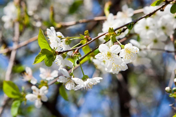 stock image Beauty spring flowers