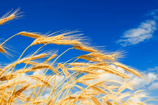 Złoty pszenicy na tle błękitnego nieba — Zdjęcie stockowe