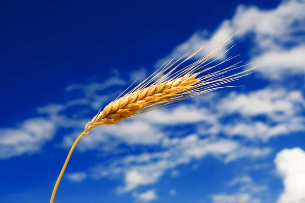 stock image Golden wheat in the blue sky background