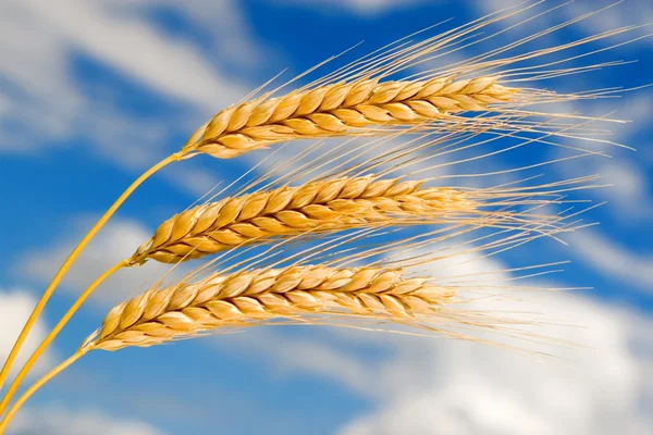 Golden wheat in the blue sky background — Stock Photo, Image