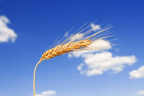 Zlatá pšenice na pozadí modré oblohy — Stock fotografie