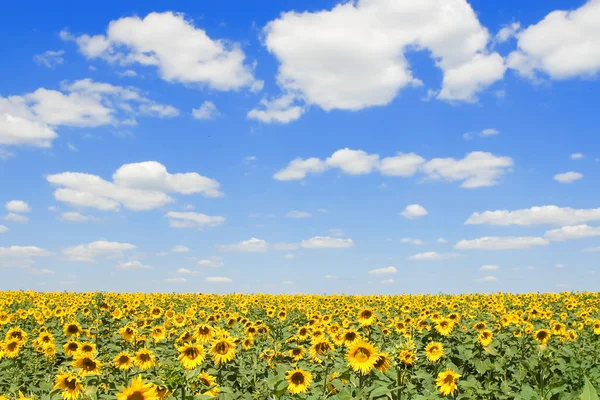 Pole slunečnic a pozadí modré oblohy — Stock fotografie