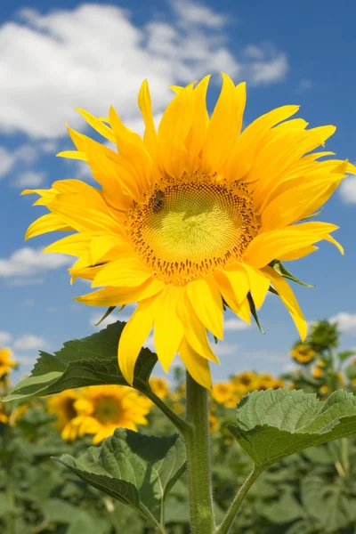 Amazing sunflower and blue sky background — Stock Photo, Image