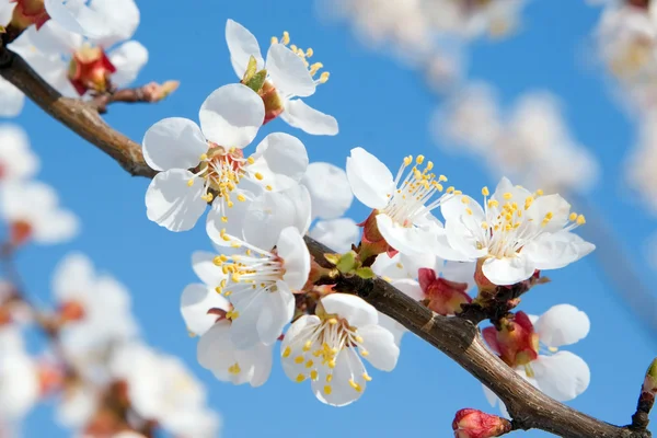 Kwitnące drzewo gałąź. piękna wiosna — Zdjęcie stockowe